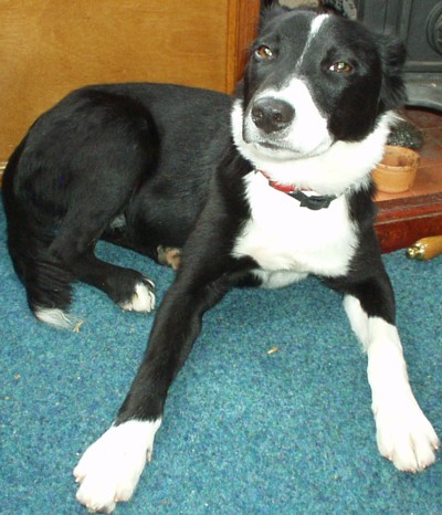 Border collie lab mix best sale short hair